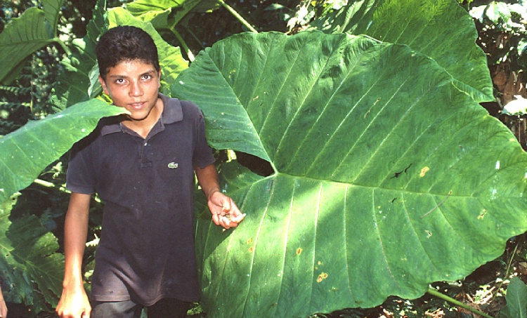 Green with Leaf Envy