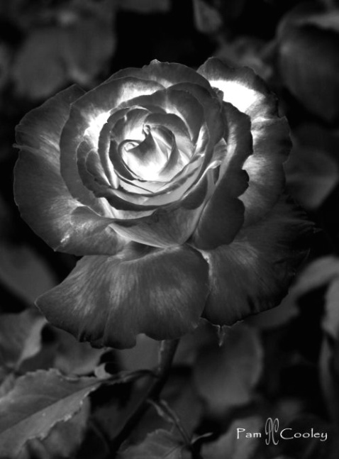 Black Rose