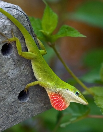 The Green Anole