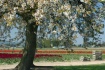 Spring Beauty