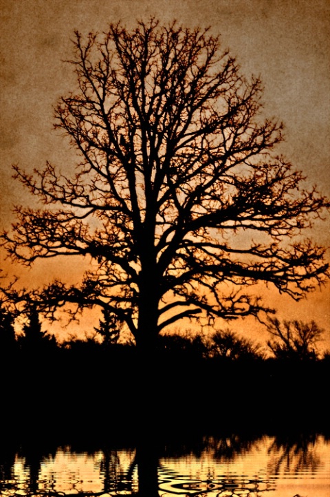 Sunrise oak ( winter on the prairies.)