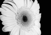 Black & White Ger...