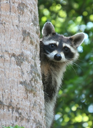 Up a Tree