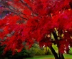 Buzzed Maple
