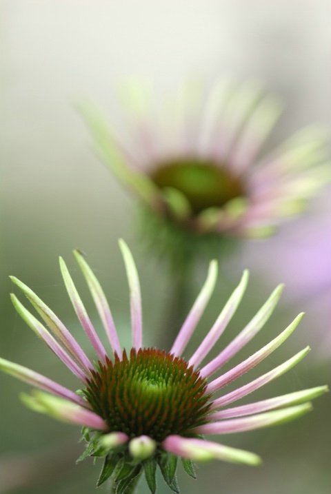 Cone Flowers