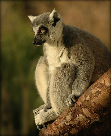 Lemur