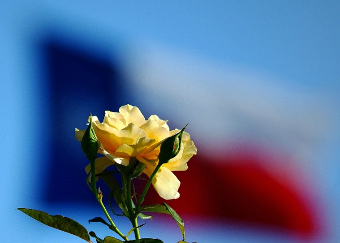 Yellow Rose Of Texas