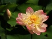 lotus beauty