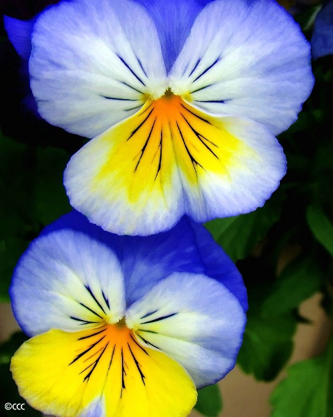 Vivacious Violas