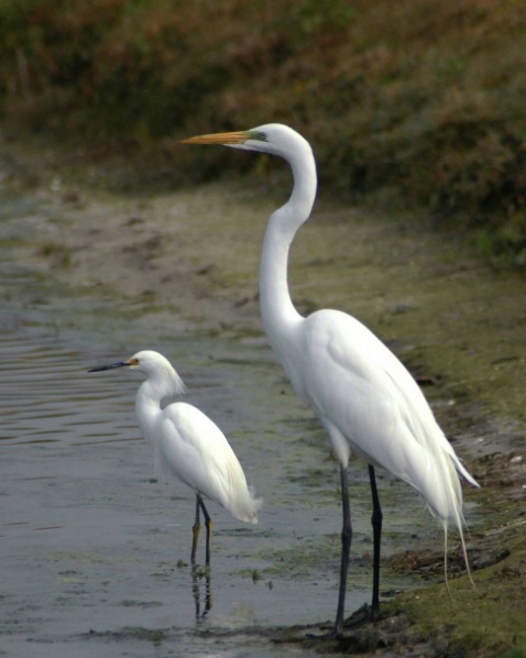 Mirror Egrets - ID: 2959915 © Greg Lessard
