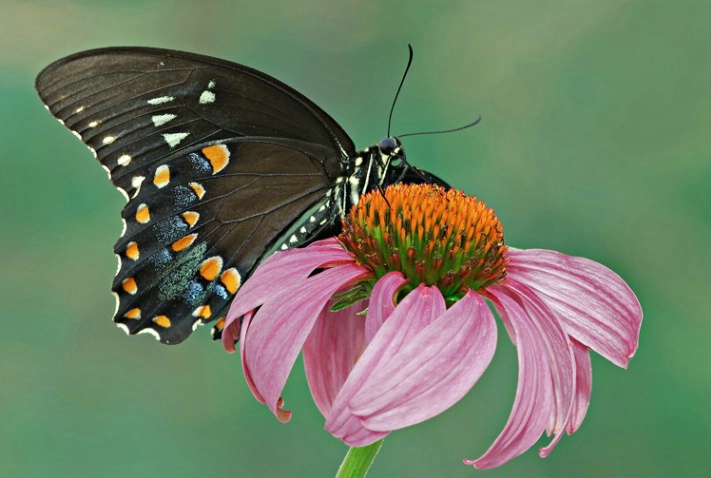 Black Swallowtail and Purple Coneflower