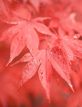 Red Maple