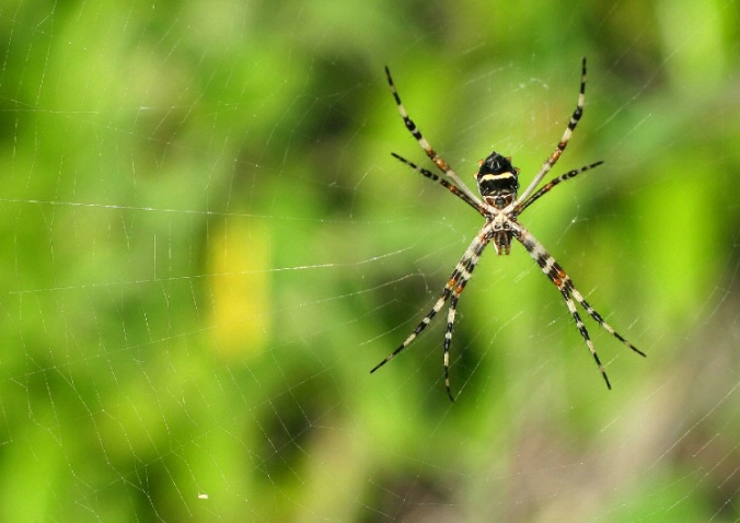 Argiope argentata