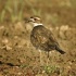 2Killdeer in Field - ID: 2961274 © John Tubbs