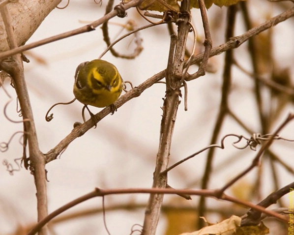 Townsend's Warbler - ID: 2962490 © Robert Hambley
