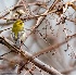 © Robert Hambley PhotoID # 2962493: Townsend's Warbler