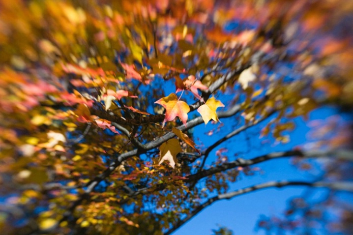 Fall Lensbaby Style #1