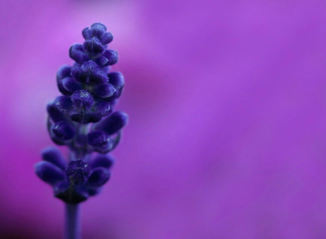 Blue and Lavender