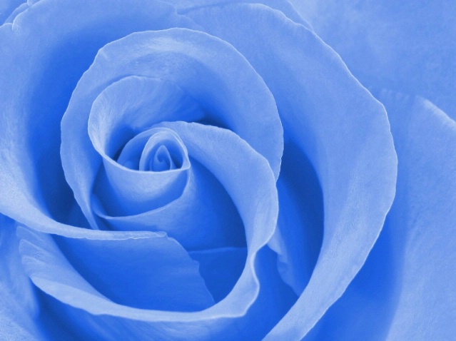 Blue Rose