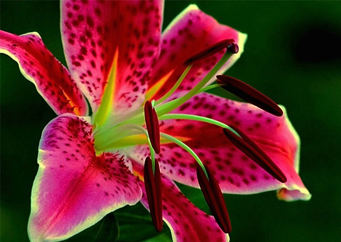 Lilly - ID: 2966547 © Donald R. Curry