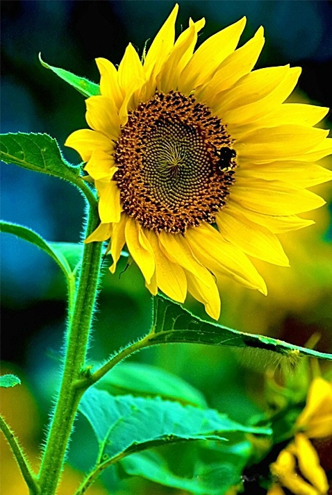 Sunflower - ID: 2966877 © Donald R. Curry