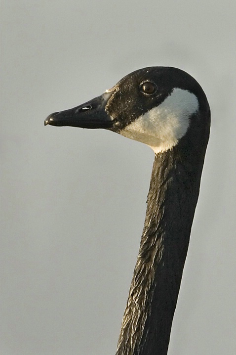 Canada Goose Headshot - ID: 2967978 © John Tubbs