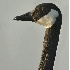 2Canada Goose Headshot - ID: 2967978 © John Tubbs