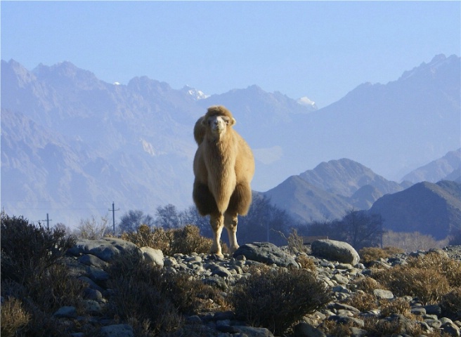 Camel of the mountain