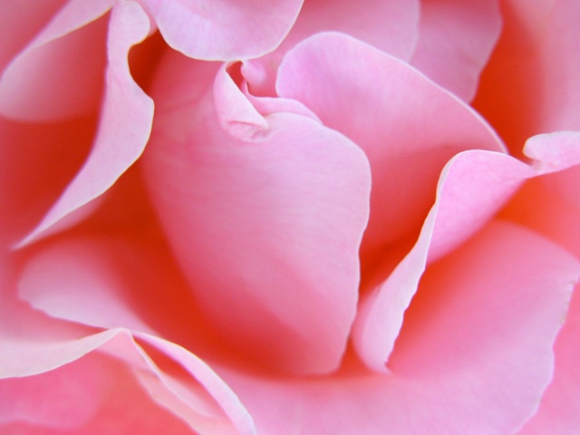 Color Magic Rose