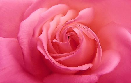 A Delicate Pink Rose