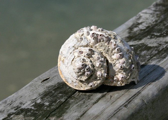 Conch Shell II