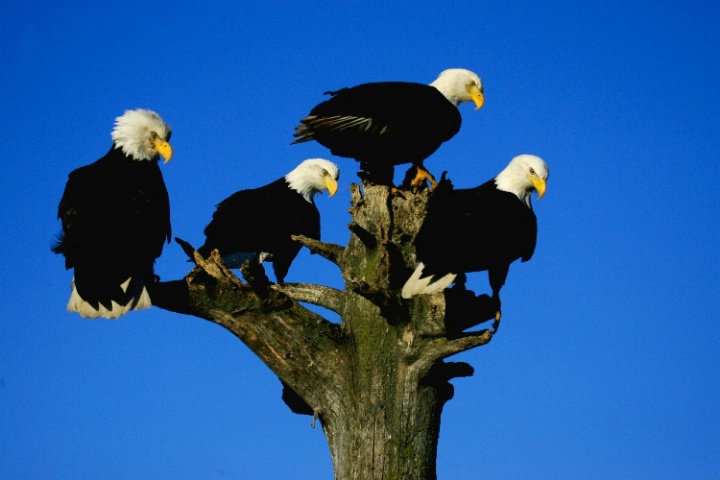 Eagle Quartet
