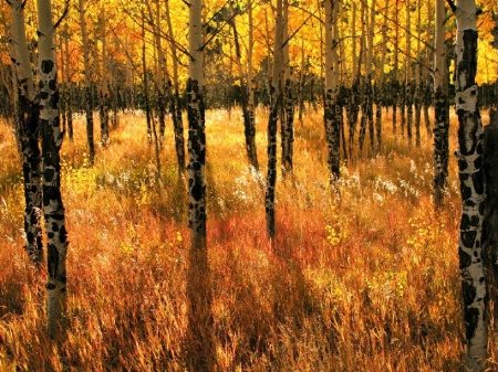 Aspen in Fall