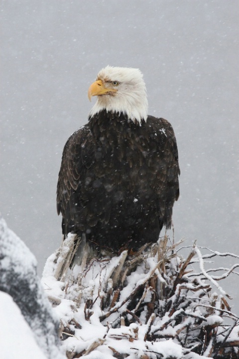 Eagle in snow
