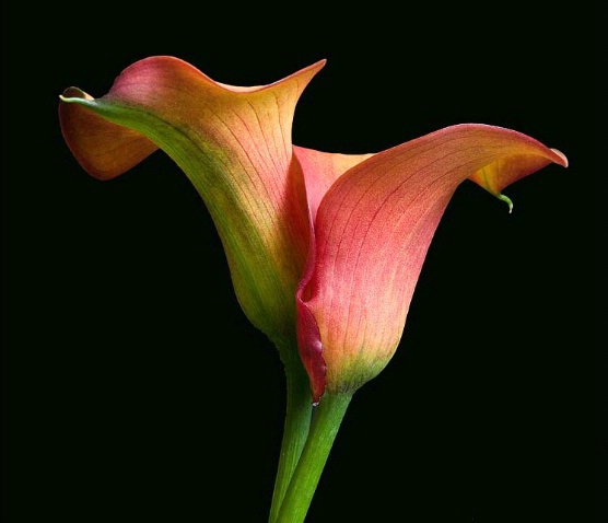 Callas Entwined
