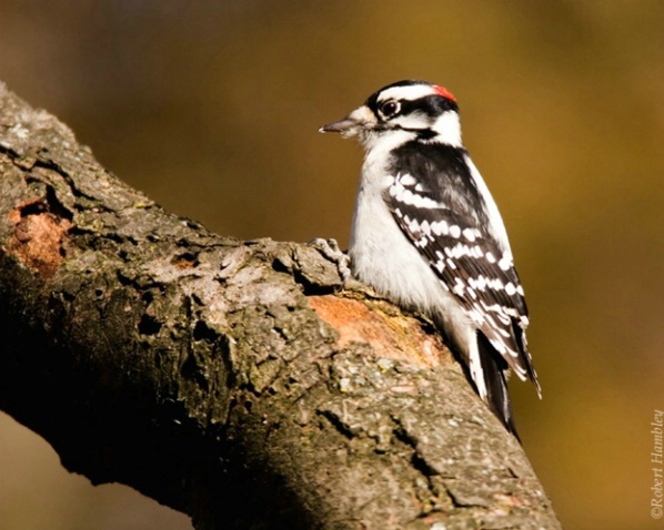 Downy Woodpecker - ID: 2975902 © Robert Hambley
