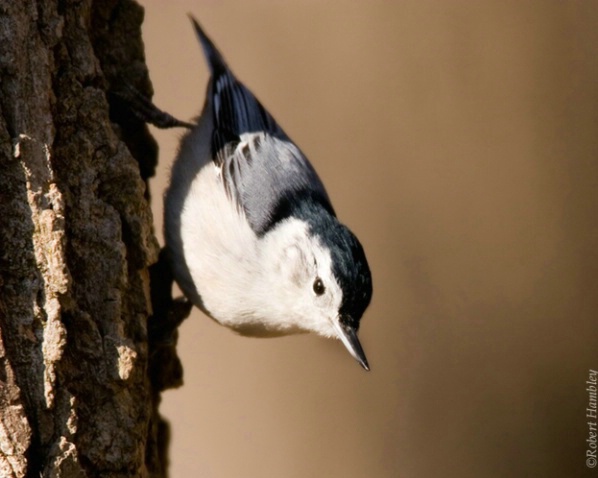 White Breasted Nuthatch - ID: 2975904 © Robert Hambley