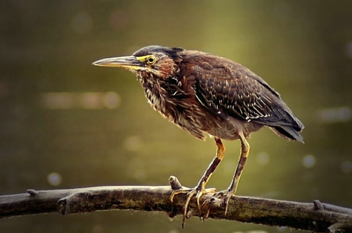 Young Green Heron