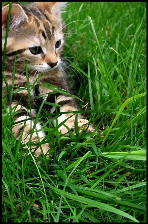 Field Kitty