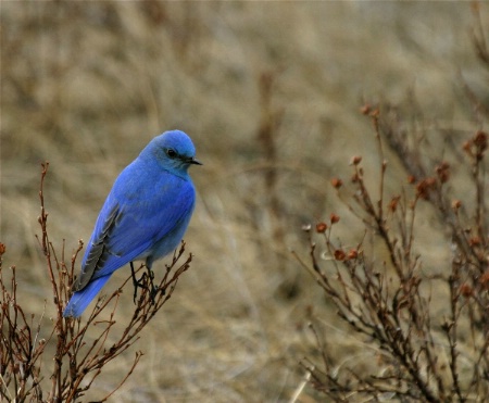 Rocky Mtn. Bluebird