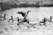 Dancing Goose 