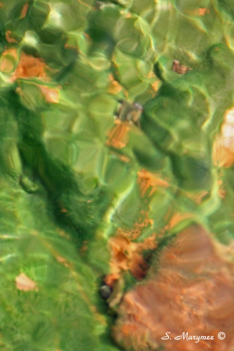 Algae in hot springs Norris gyeser basin