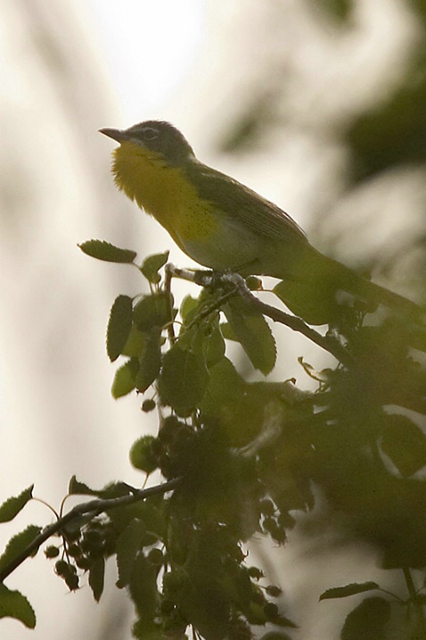 Yellow Breasted Chat - ID: 2981166 © John Tubbs