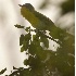 2Yellow Breasted Chat - ID: 2981166 © John Tubbs