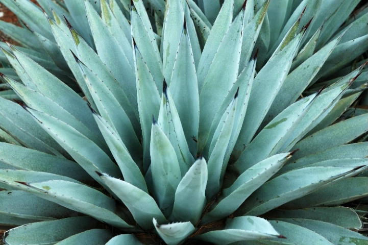 Agave Green