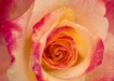 Rose Spiral