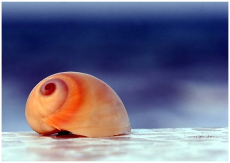 Sea Shell 