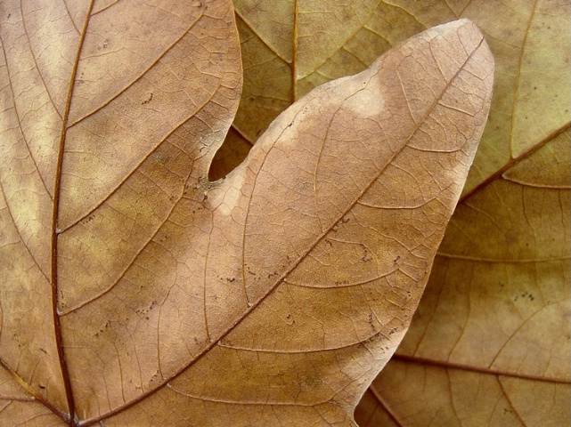 Leaf lines