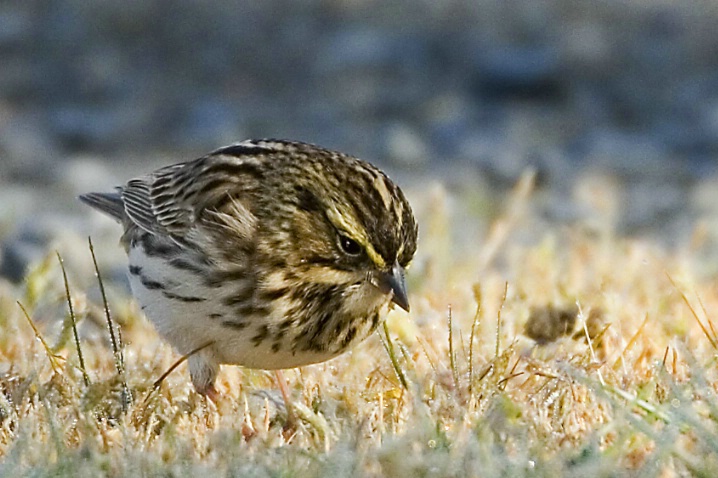 Savannah Sparrow Feeding  - ID: 2983023 © John Tubbs