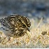 2Savannah Sparrow Feeding  - ID: 2983023 © John Tubbs